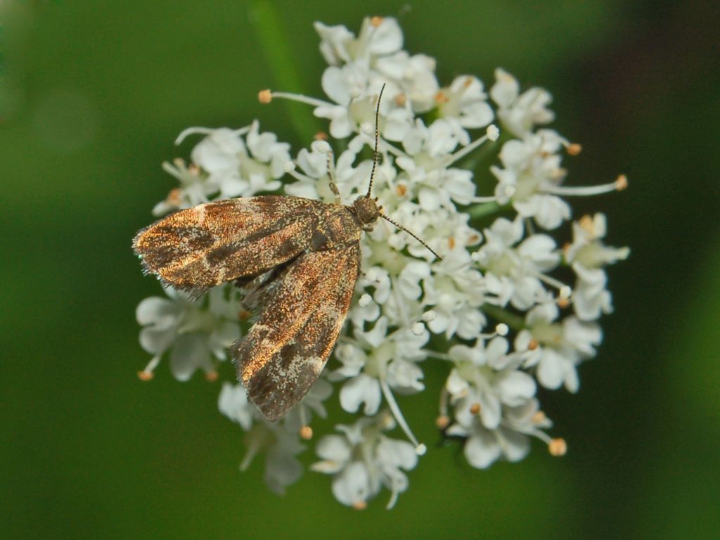 Anthophila fabriciana ??